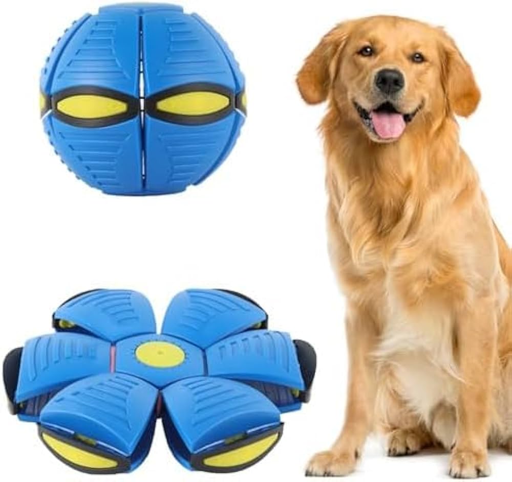 Perro jugando con el disco volador plano